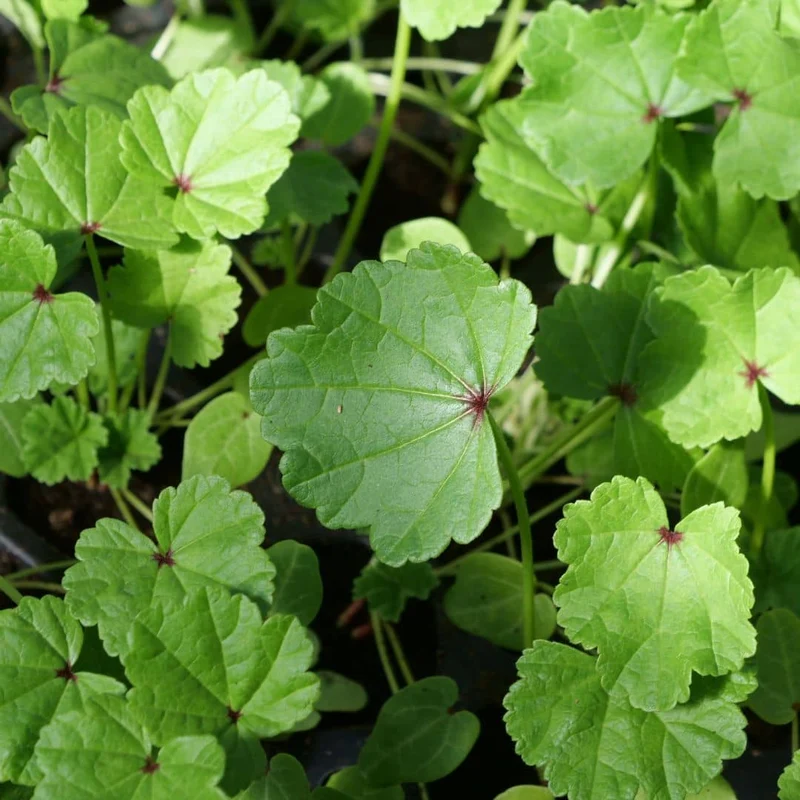 Mauve sylvestre — Graines