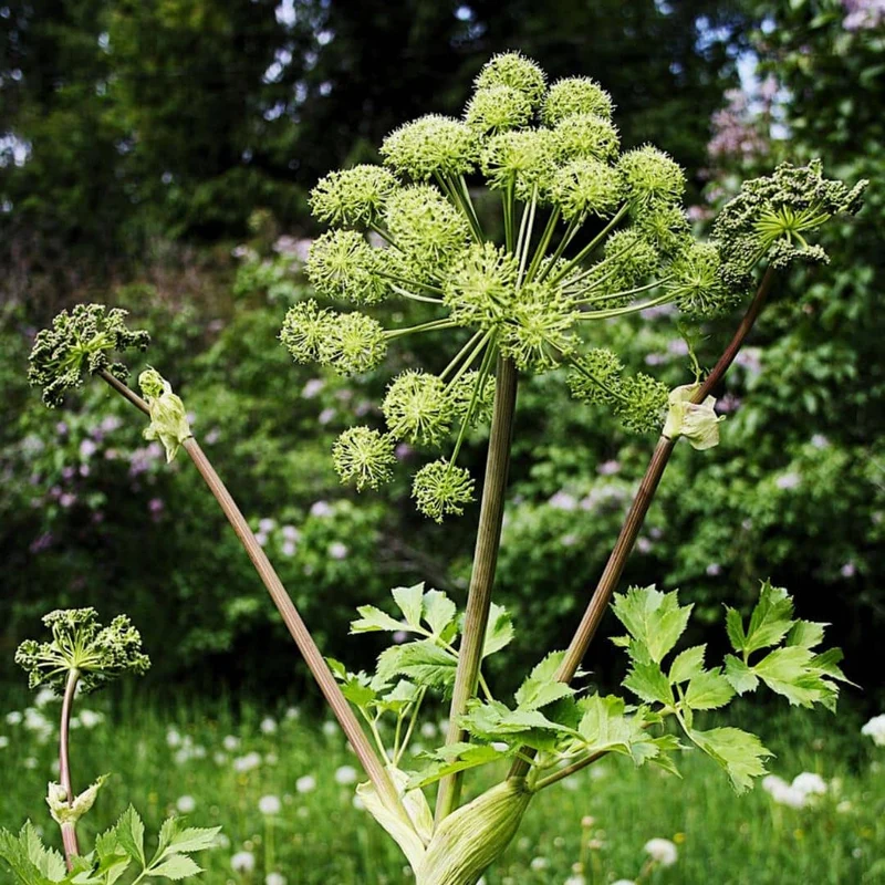 Angélique officinale — Graines
