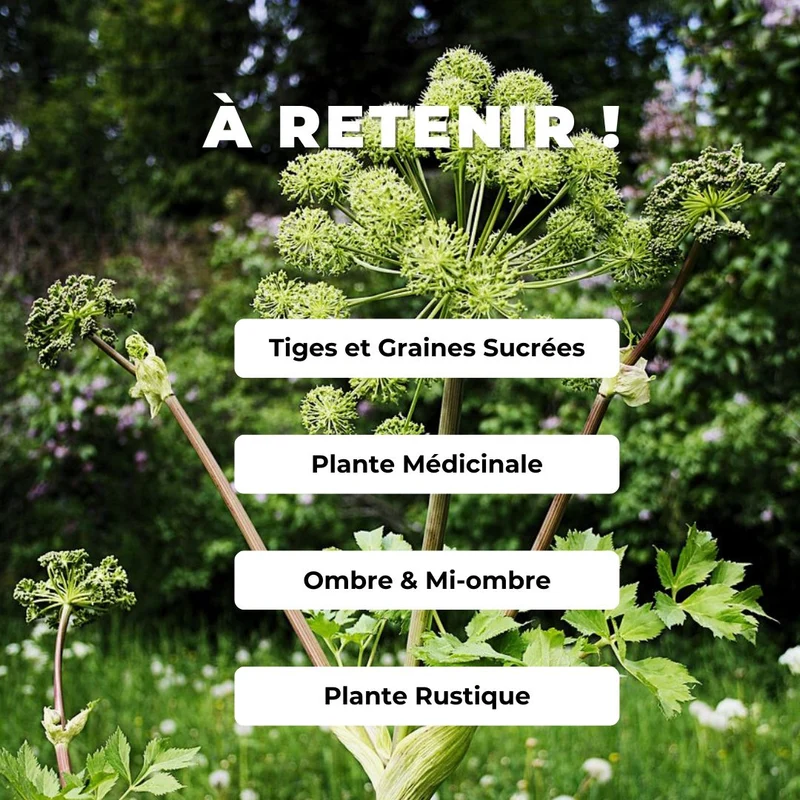Angélique officinale — Graines