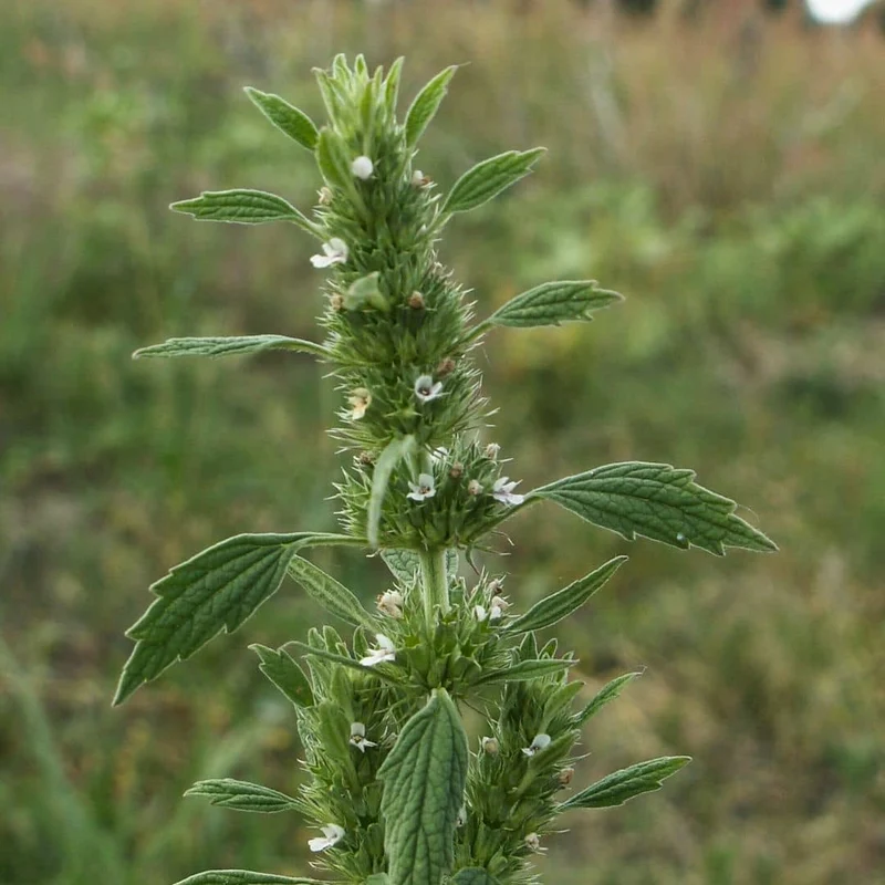 Marrube blanc — Graines et plant