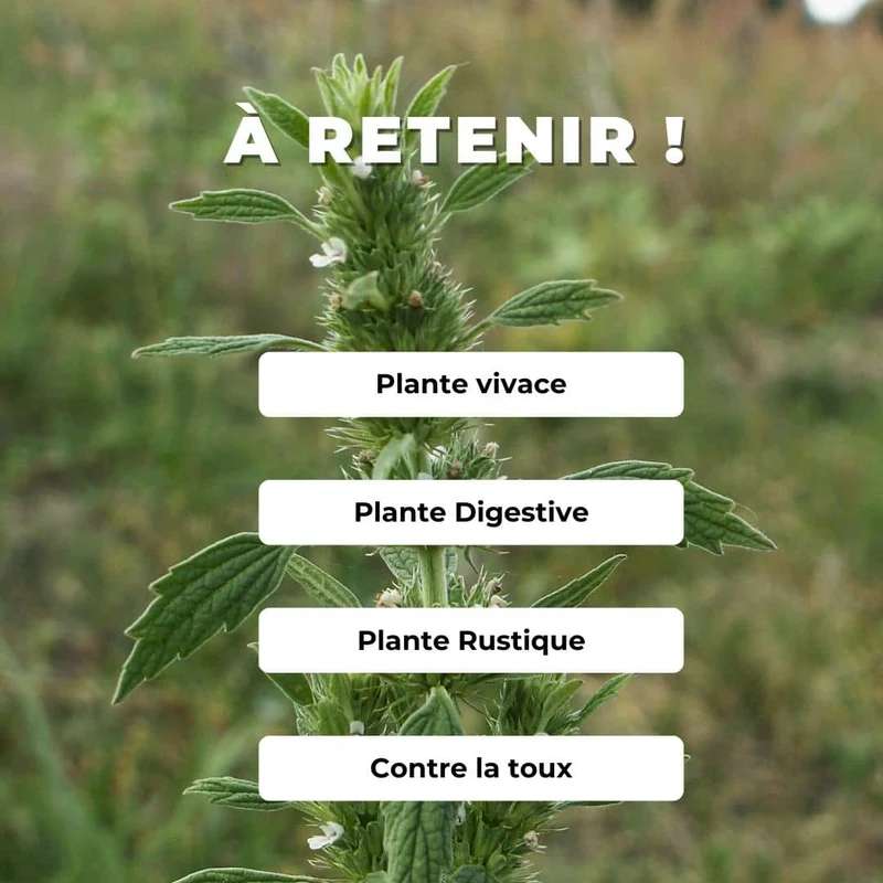 Marrube blanc — Graines et plant