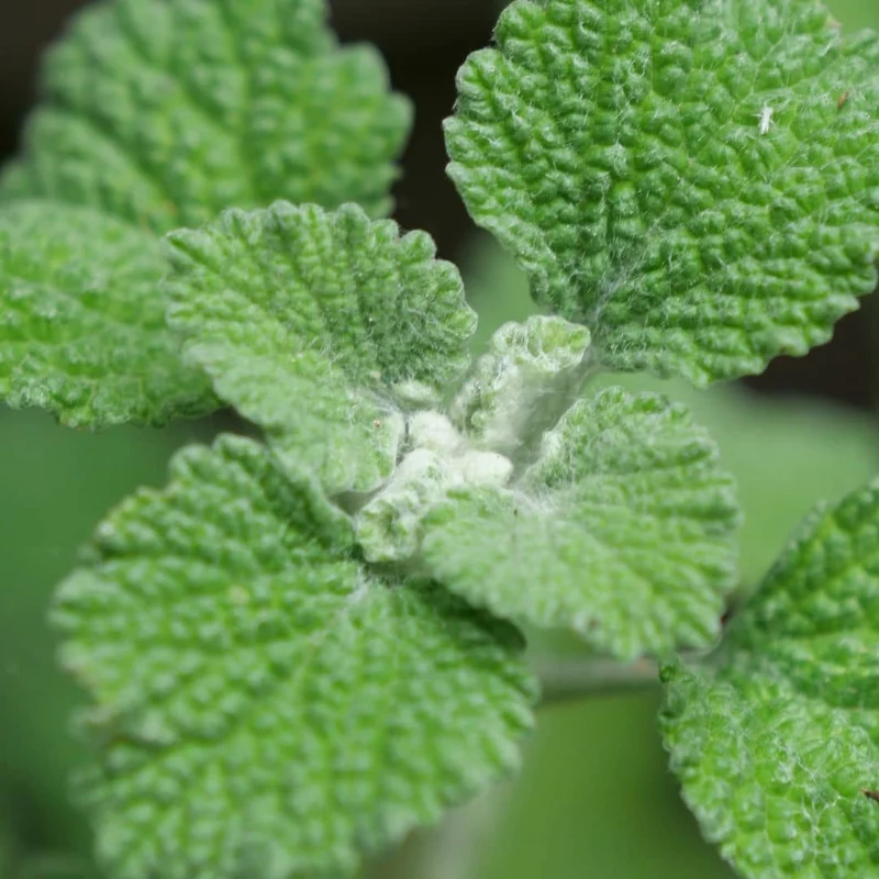 Marrube blanc — Graines et plant