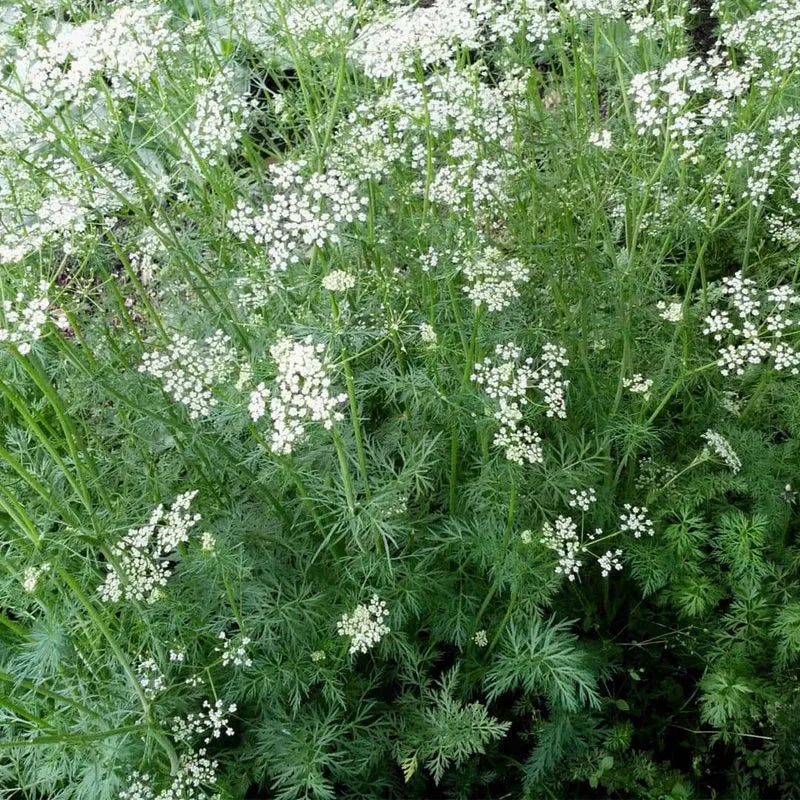 Cumin — Graines