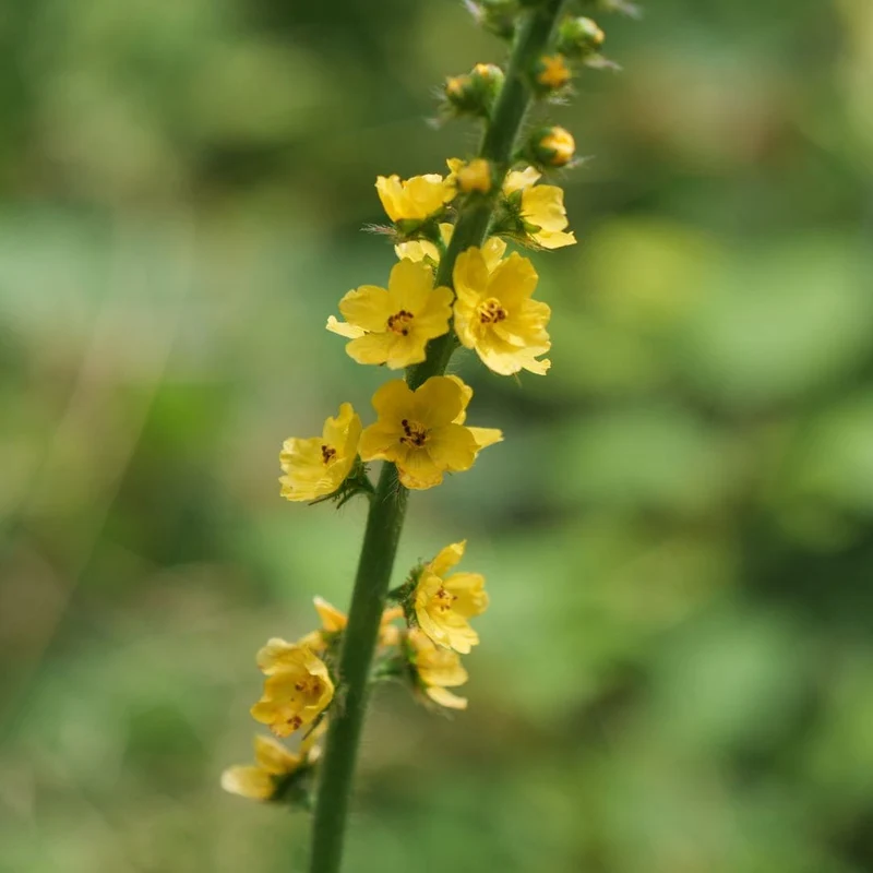 Aigremoine eupatoire — Graines