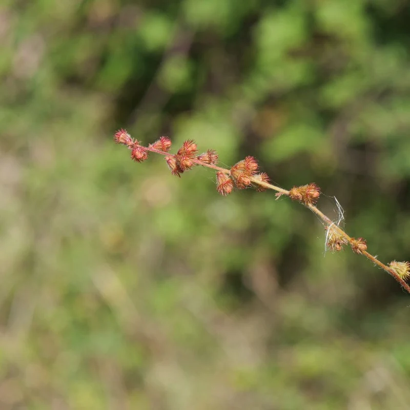 Aigremoine eupatoire — Graines
