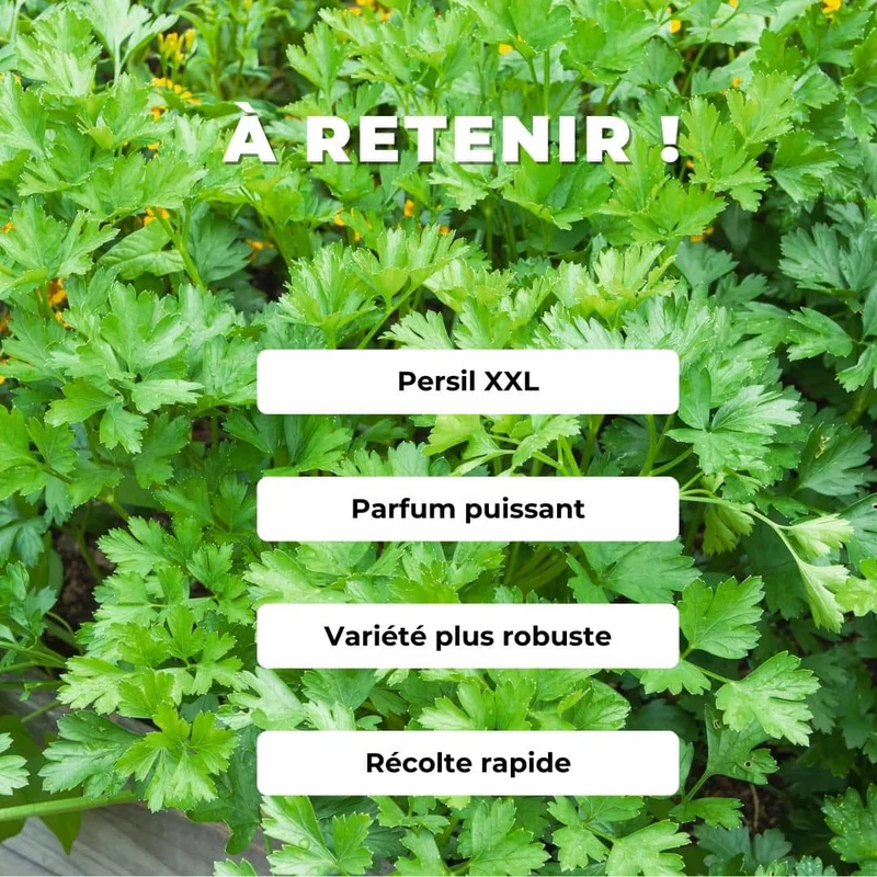 Persil plat Géant d’Italie — Graines