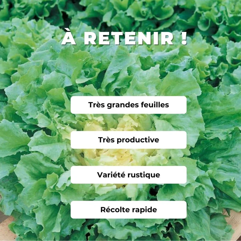 Scarole Géante Maraîchère — Graines