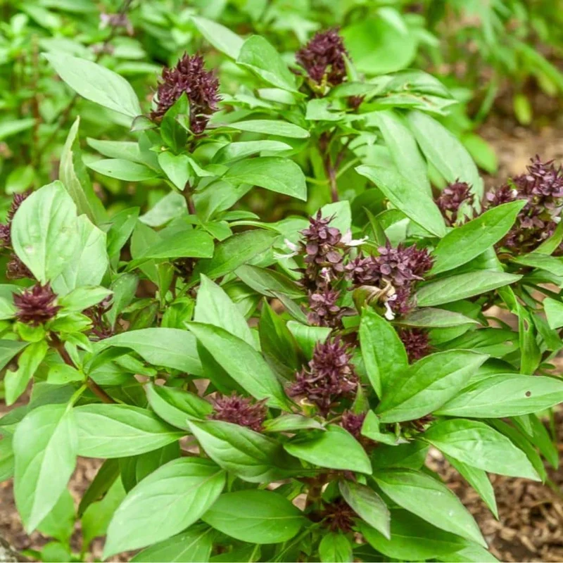 Basilic Siam Queen — Graines