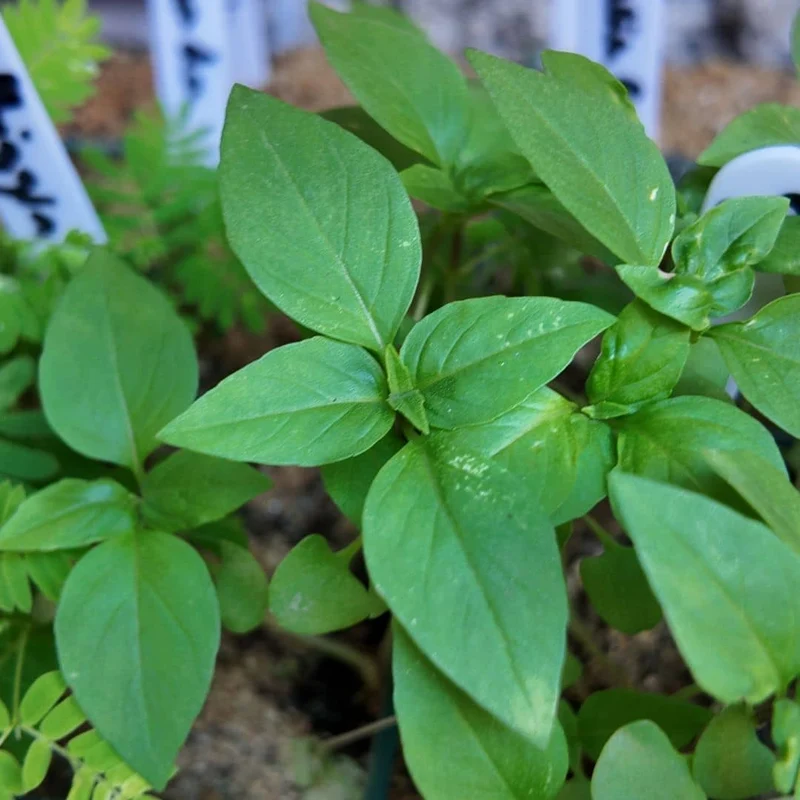 Basilic Siam Queen — Graines