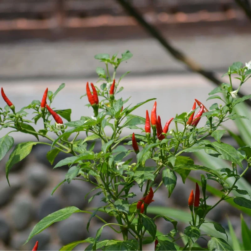 Piment Oiseau — Graines