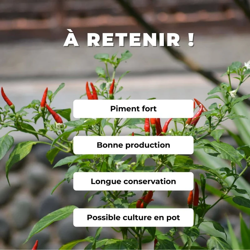 Piment Oiseau — Graines