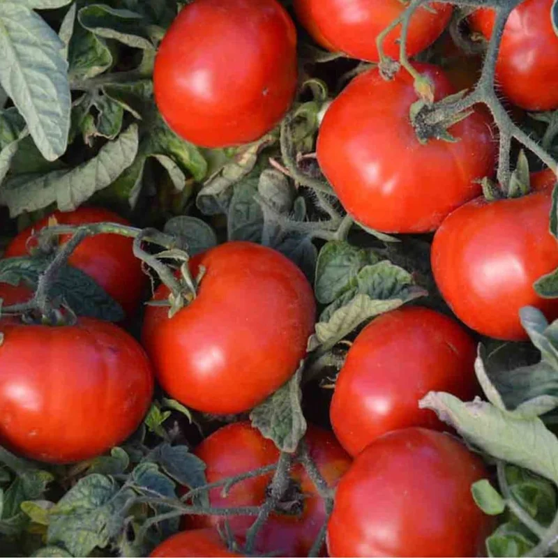 Tomate Betalux — Graines