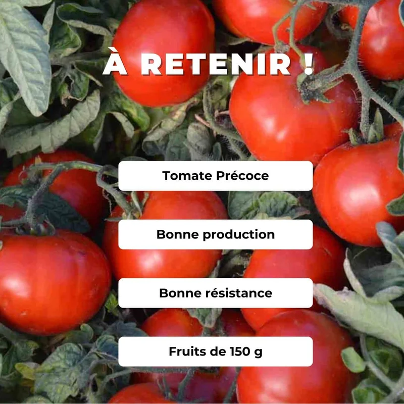 Tomate Betalux — Graines