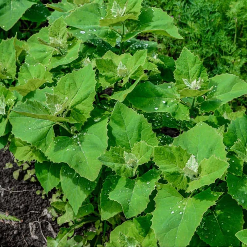 Arroche Green Plume — Graines