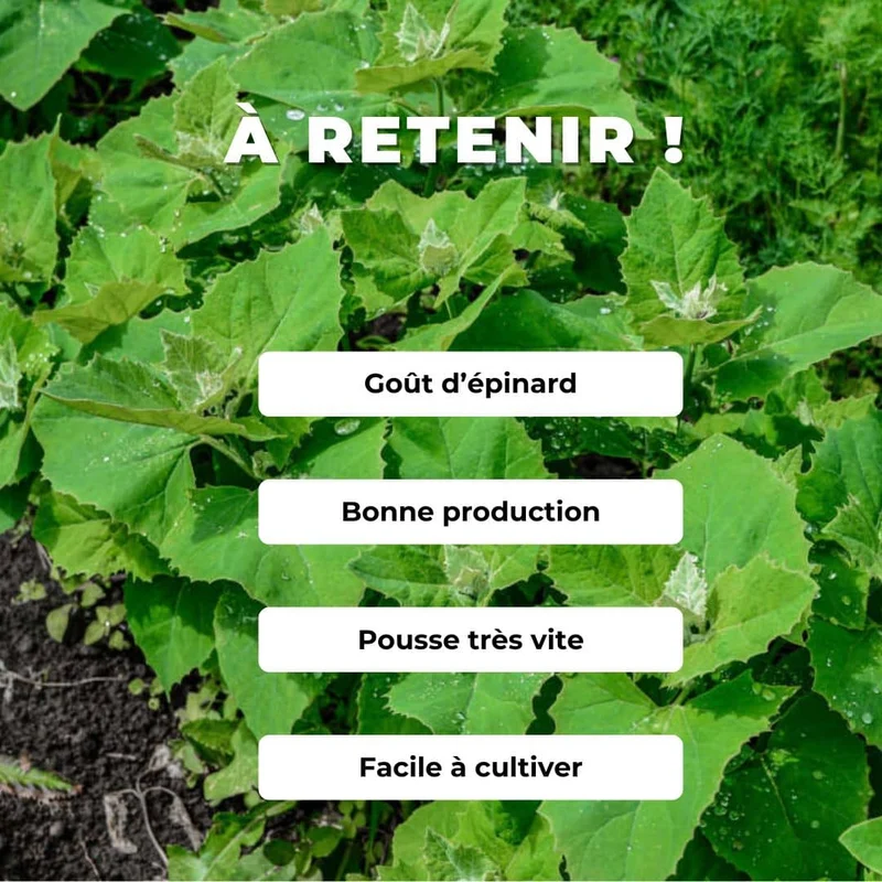 Arroche Green Plume — Graines