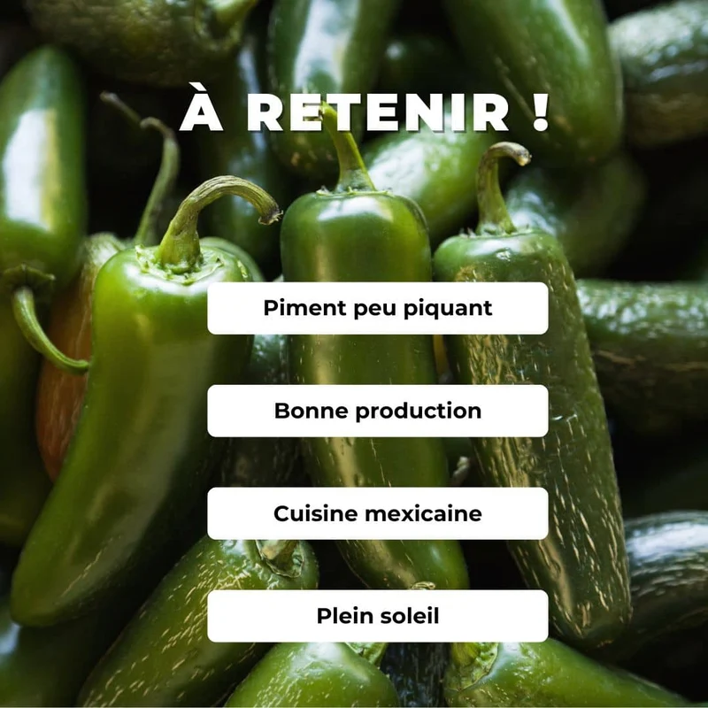 Piment Jalapeño — Graines