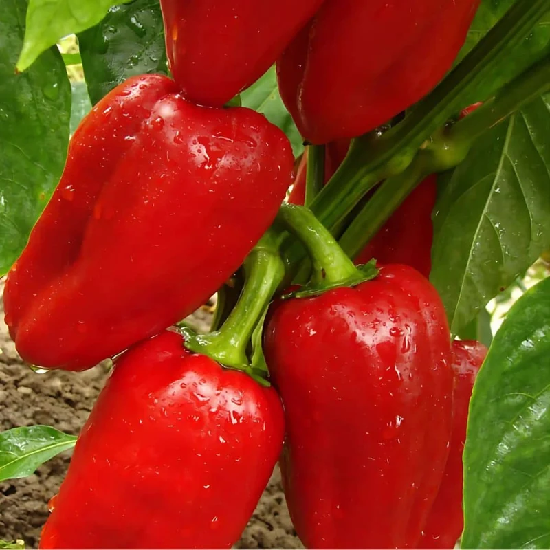 Poivron Dulce de España — Graines