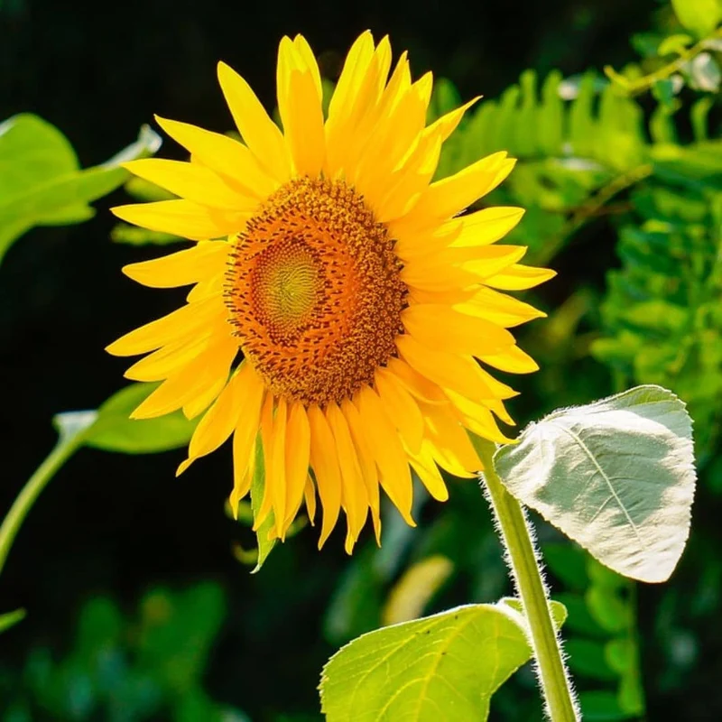 Tournesol nain Sunspot Cola — Graines