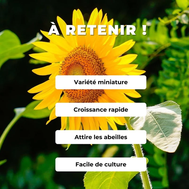 Tournesol nain Sunspot Cola — Graines