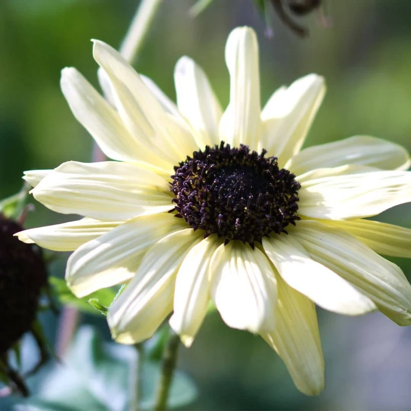 Tournesol Vanilla Ice — Graines