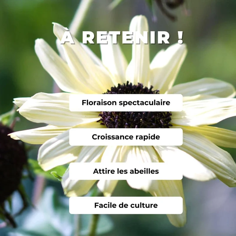 Tournesol Vanilla Ice — Graines