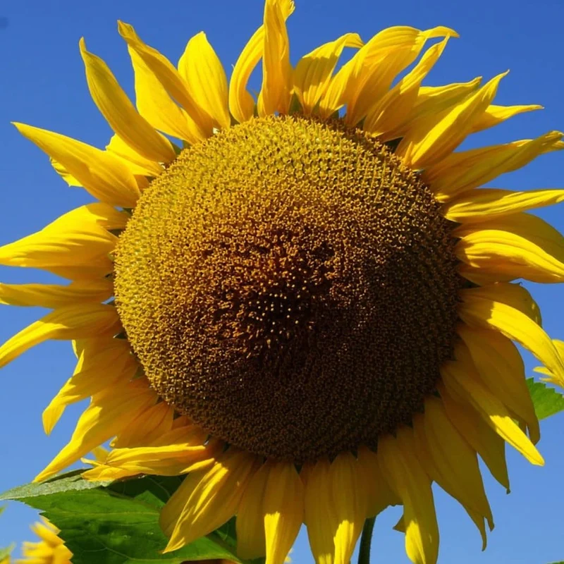 Tournesol géant Giganteus — Graines