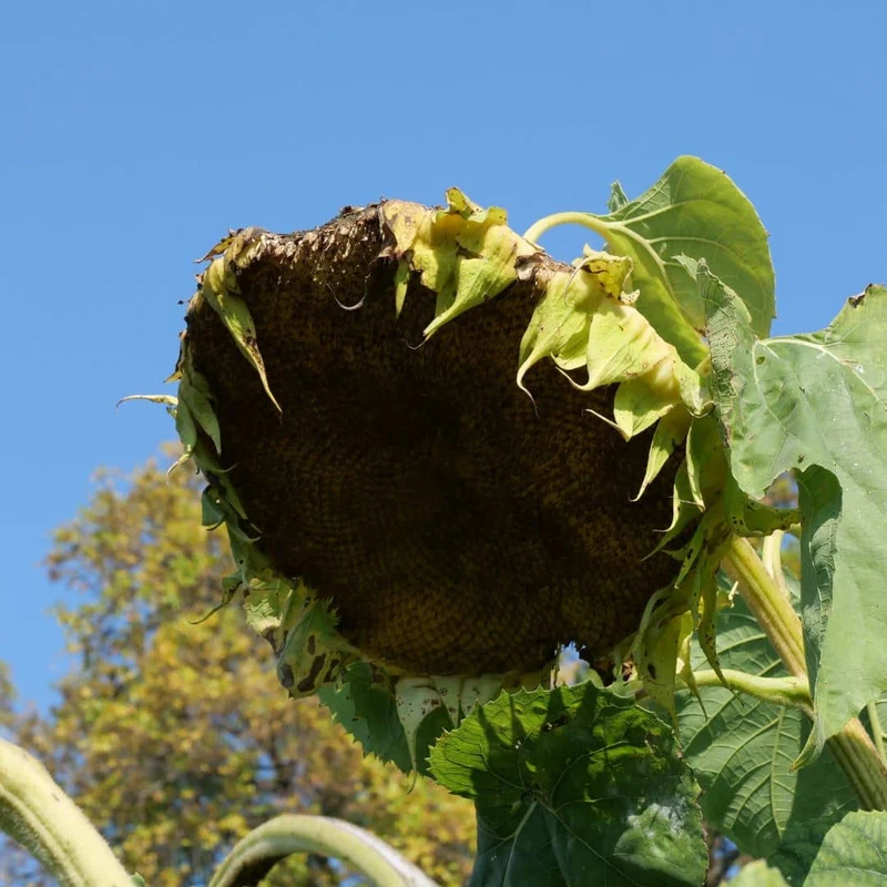 Tournesol géant Giganteus — Graines