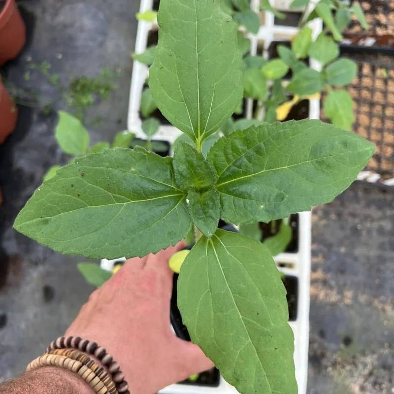 Tournesol géant Giganteus — Graines