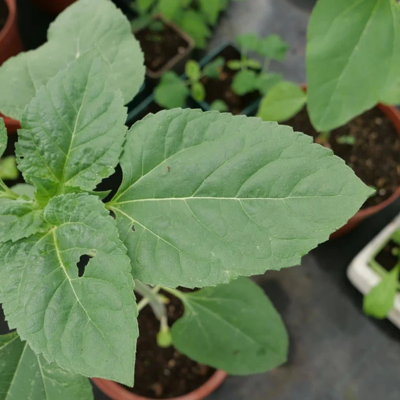 Tournesol géant Giganteus — Graines
