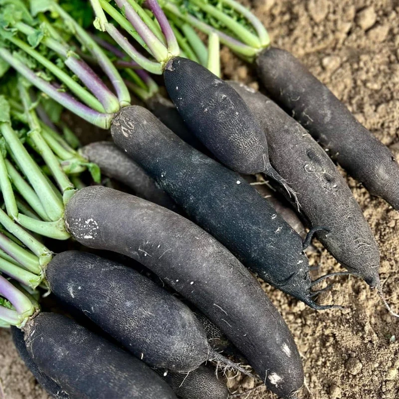 Radis Noir Gros Long — Graines