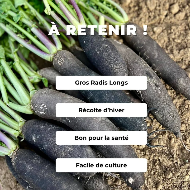 Radis Noir Gros Long — Graines