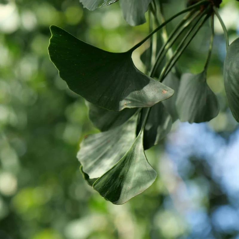 Ginkgo — Graines