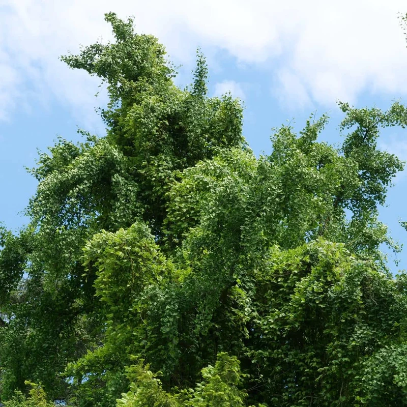 Ginkgo — Graines