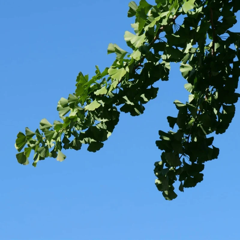 Ginkgo — Graines