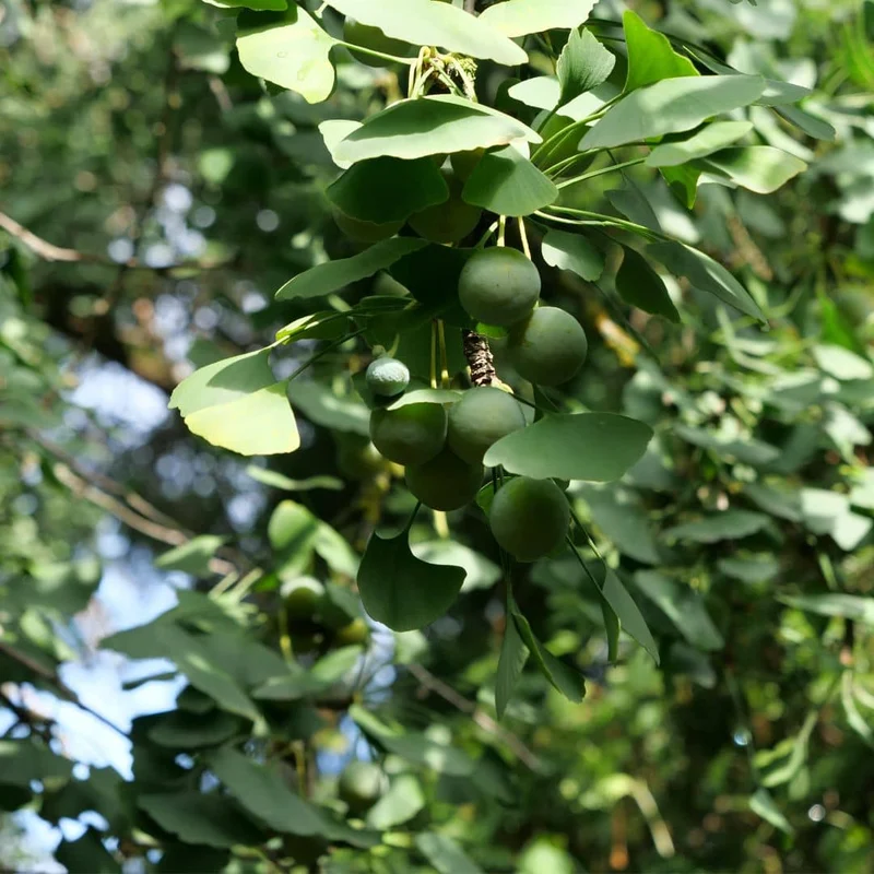Ginkgo — Graines