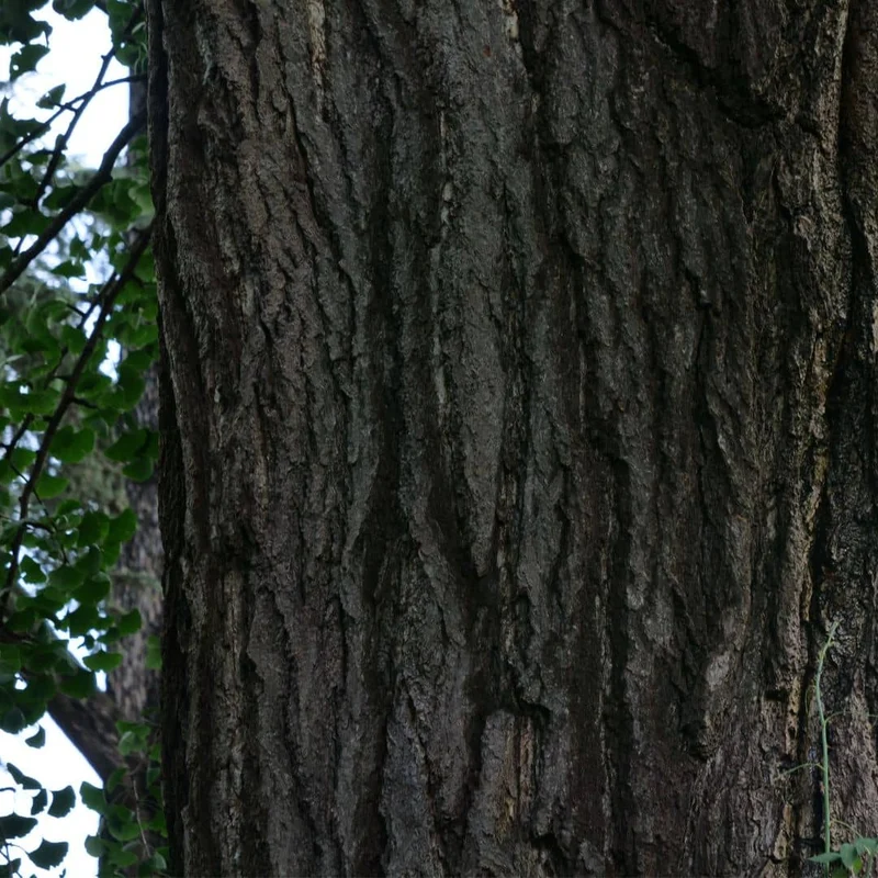 Ginkgo — Graines