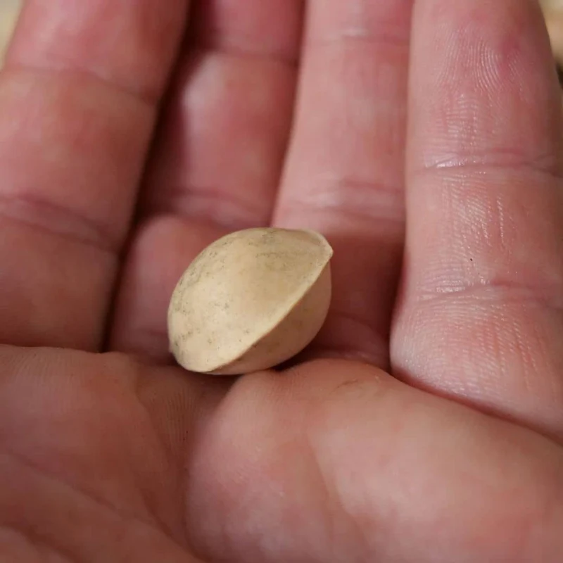Ginkgo — Graines