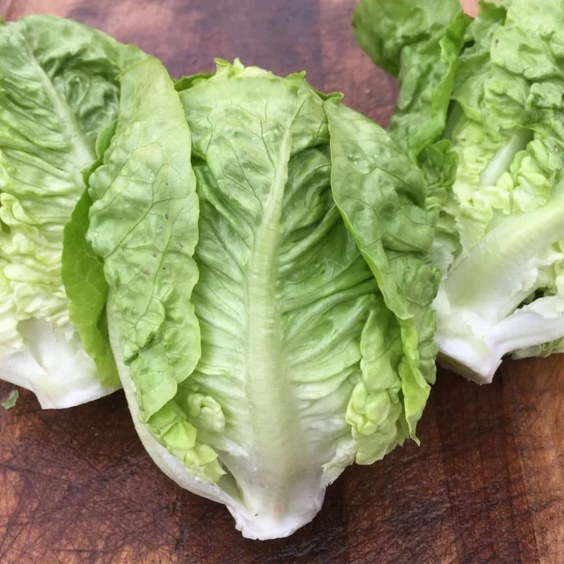 Laitue Sucrine Little Gem — Graines