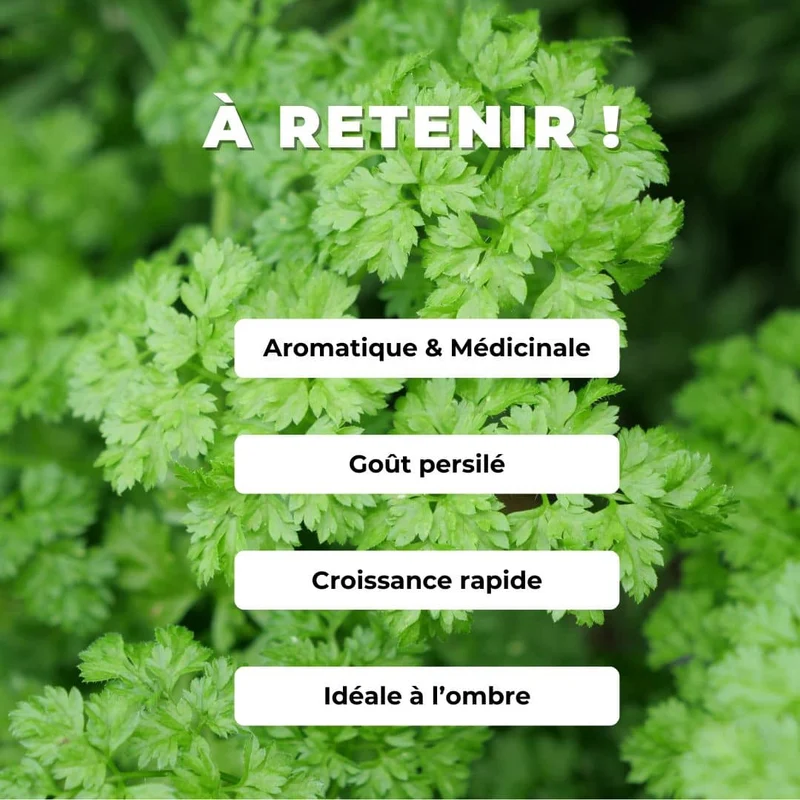 Cerfeuil commun — Graines