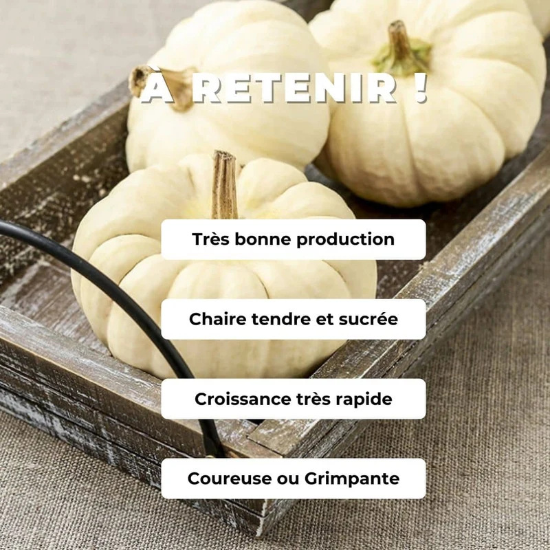 Courge Baby Boo — Graines