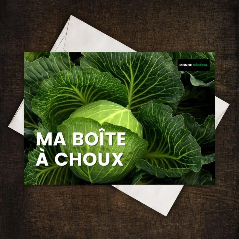 Grainebox — Ma Boîte à Choux