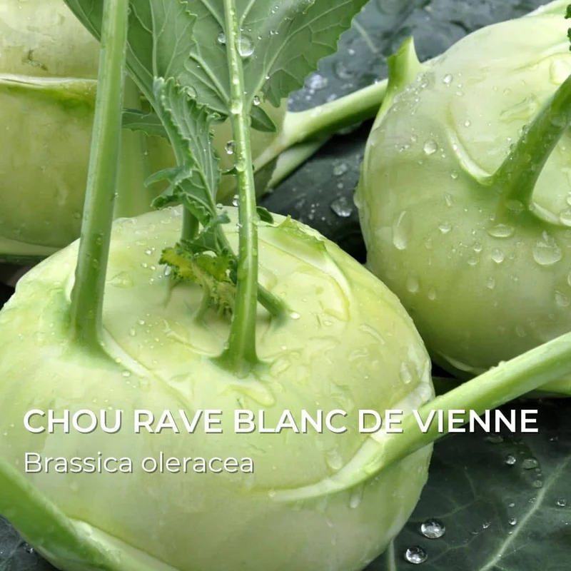 Grainebox — Ma Boîte à Choux