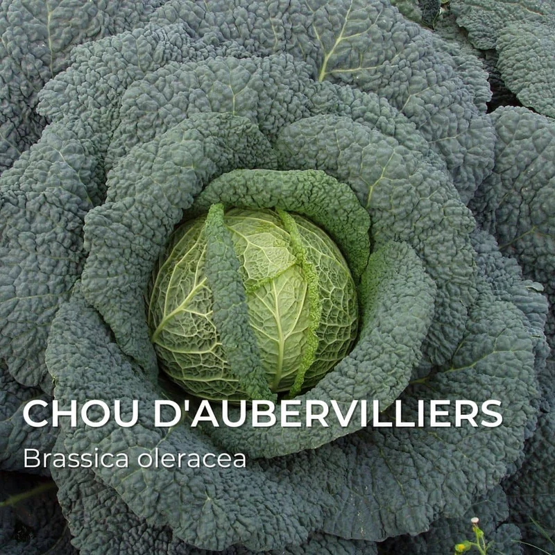 Grainebox — Ma Boîte à Choux