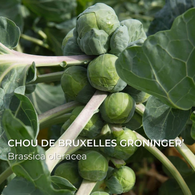 Grainebox — Ma Boîte à Choux