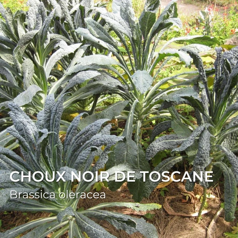Grainebox — Ma Boîte à Choux