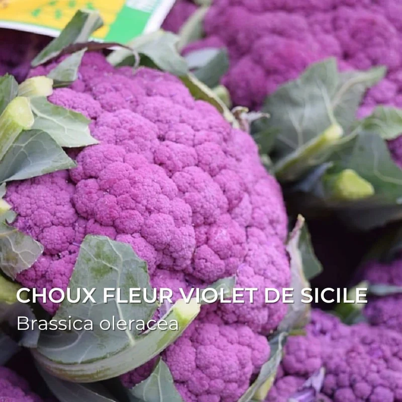 Grainebox — Ma Boîte à Choux