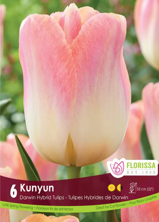 Tulipe ‘Kunyun’ ( Tulipa )