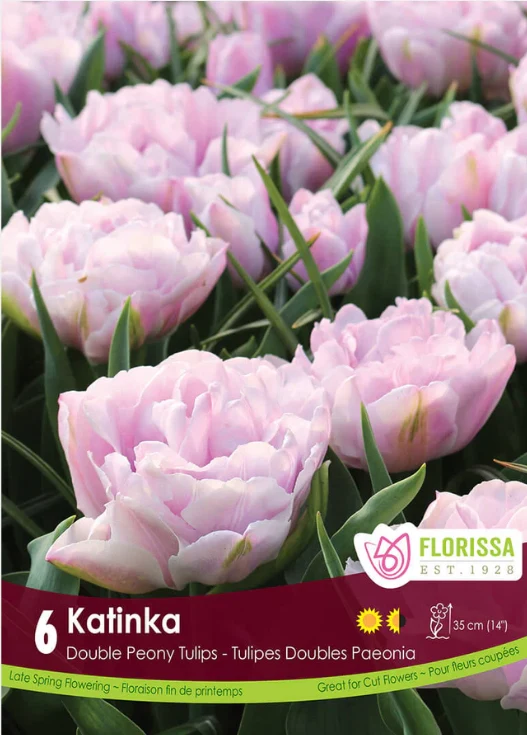Tulipe ‘Katinka’ ( Tulipa )