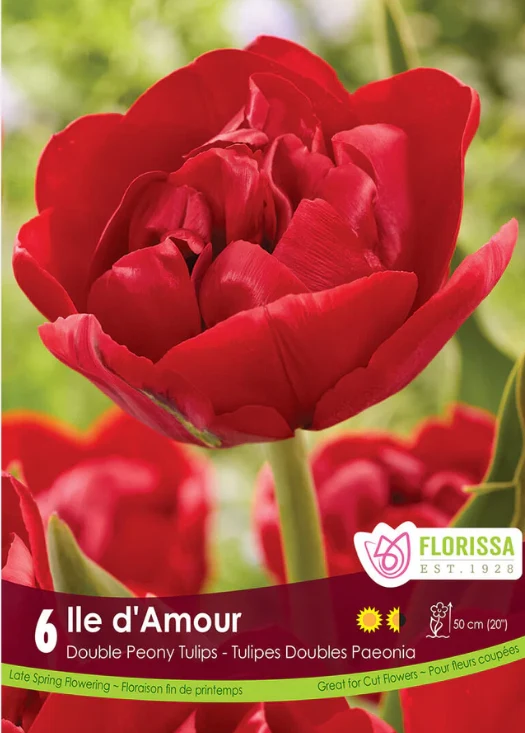 Tulipe ‘Île d’Amour’ ( Tulipa )