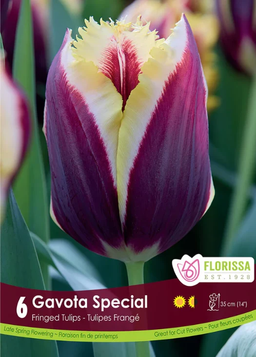 Tulipe ‘Gavota Special’ ( Tulipa )